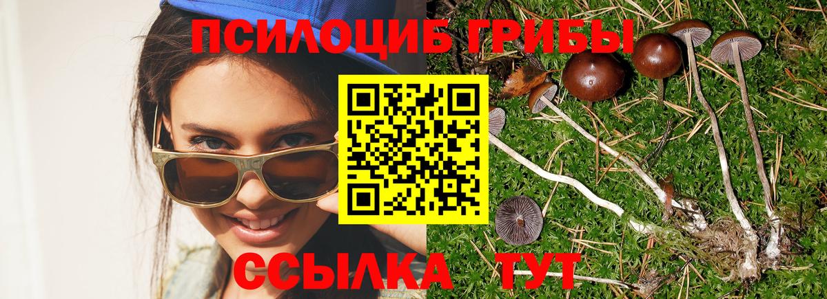 Галлюциногенные грибы Psilocybine cubensis  Псилоцибиновые грибы прущие грибы  Рассказово  Вход с VPN 